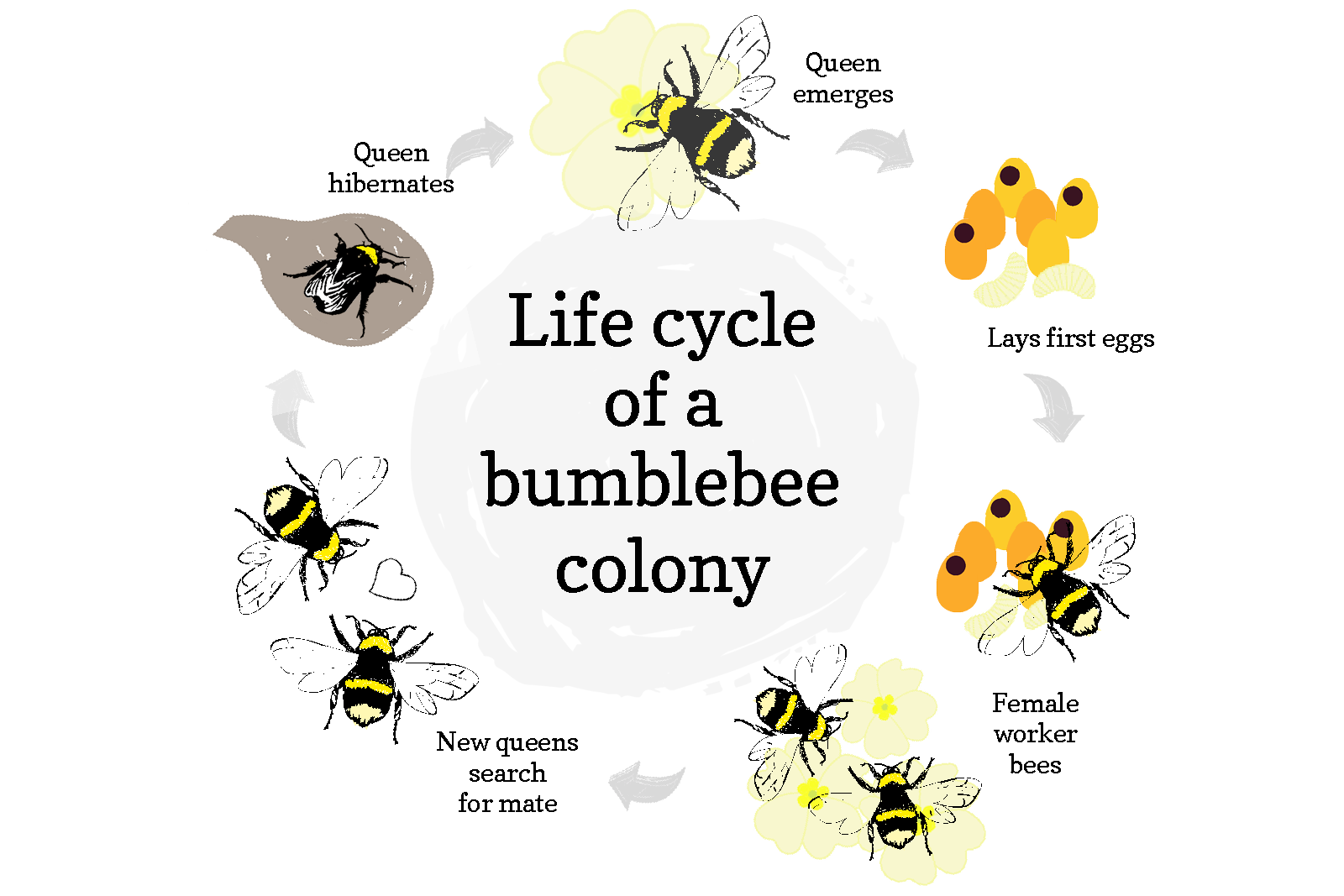 Life Cycle Of Bumblebee