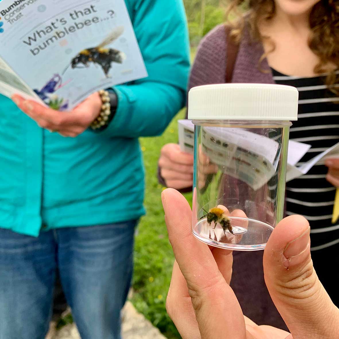 Bumblebee identification