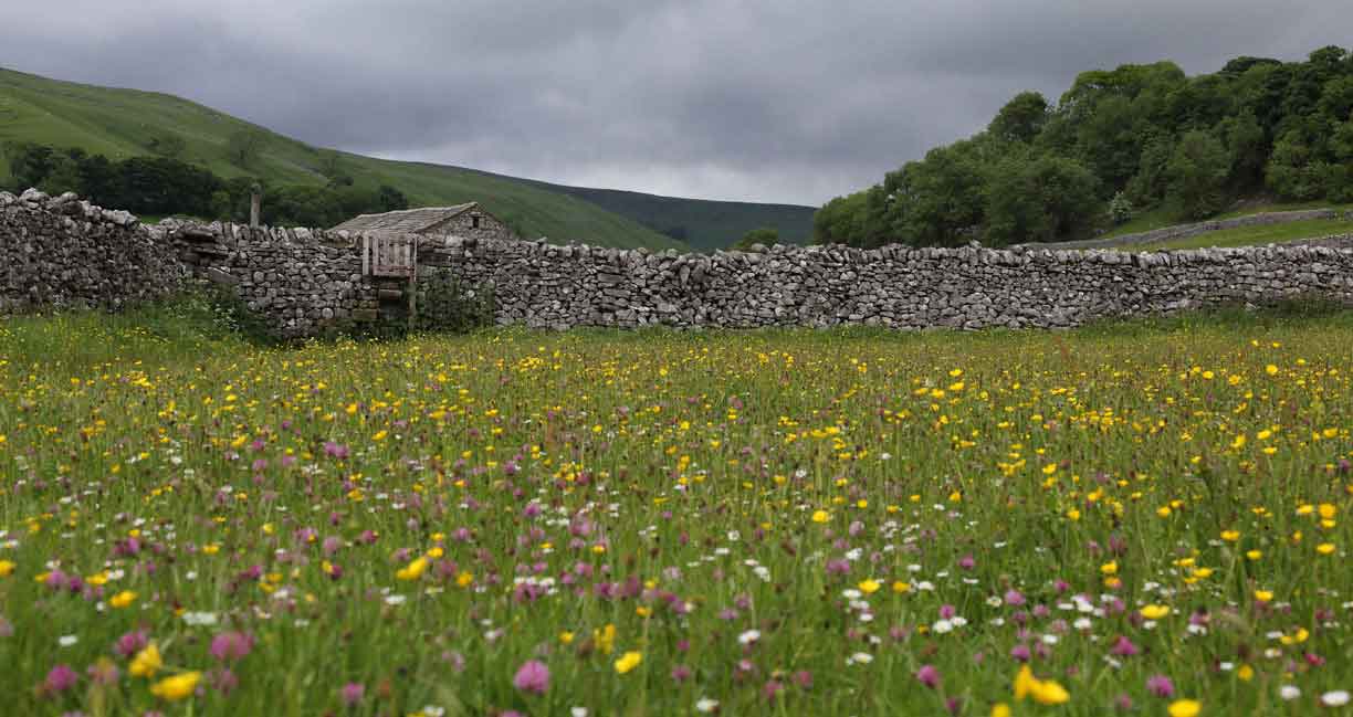 Wharfedale meadow by Paul Michael 
