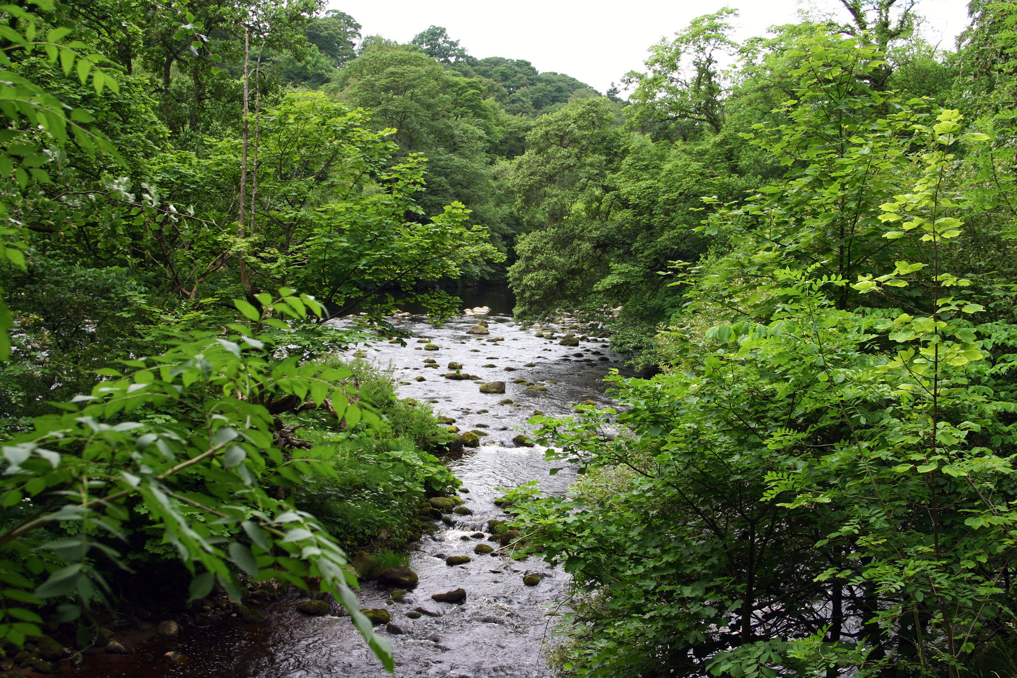 Laund Oak wood, Wharfedale