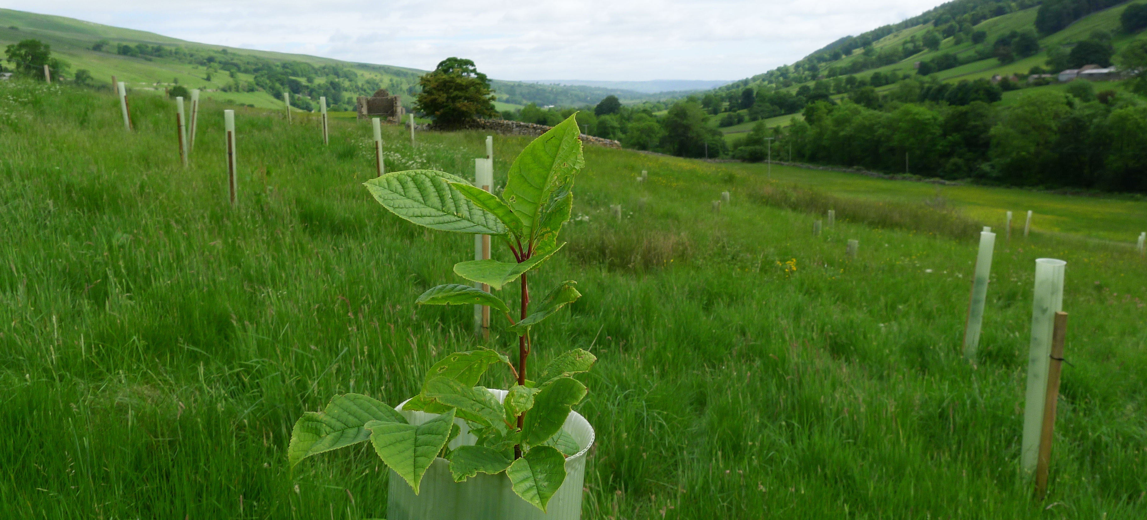 Longridge wood, Bishopdale