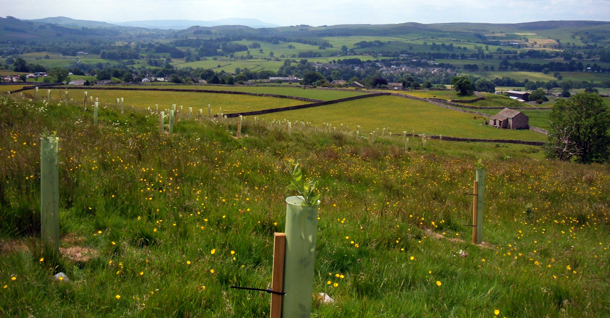 Pasture wood, Wharfedale