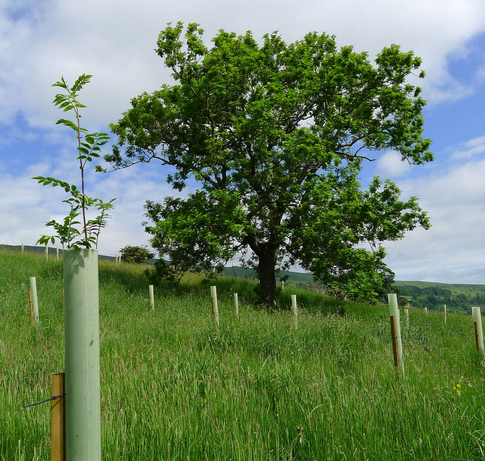 Longridge wood, Bishopdale