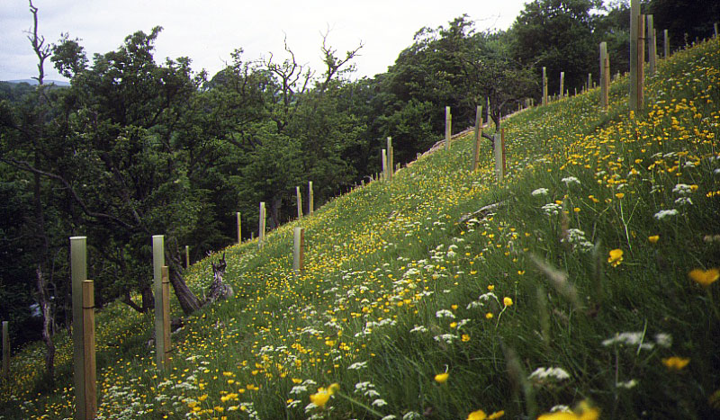 Skuff wood, Wharfedale