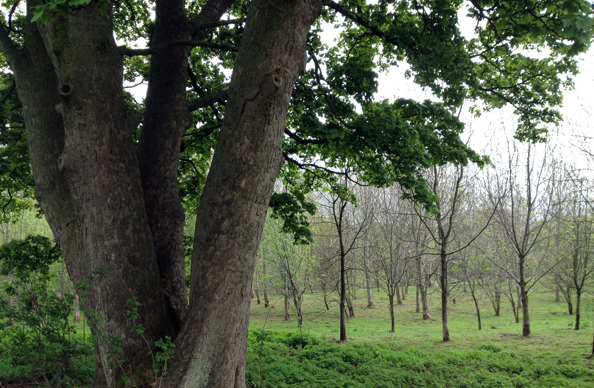 St Joseph's wood, Wensleydale