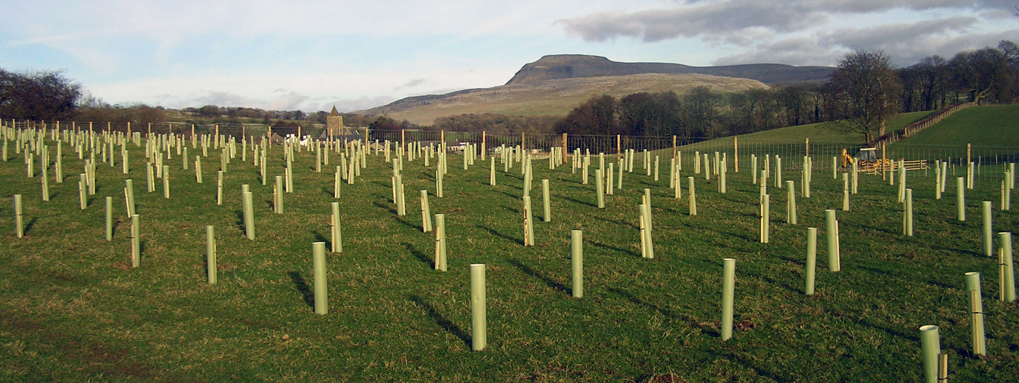 Thornbrook wood, Ribblesdale