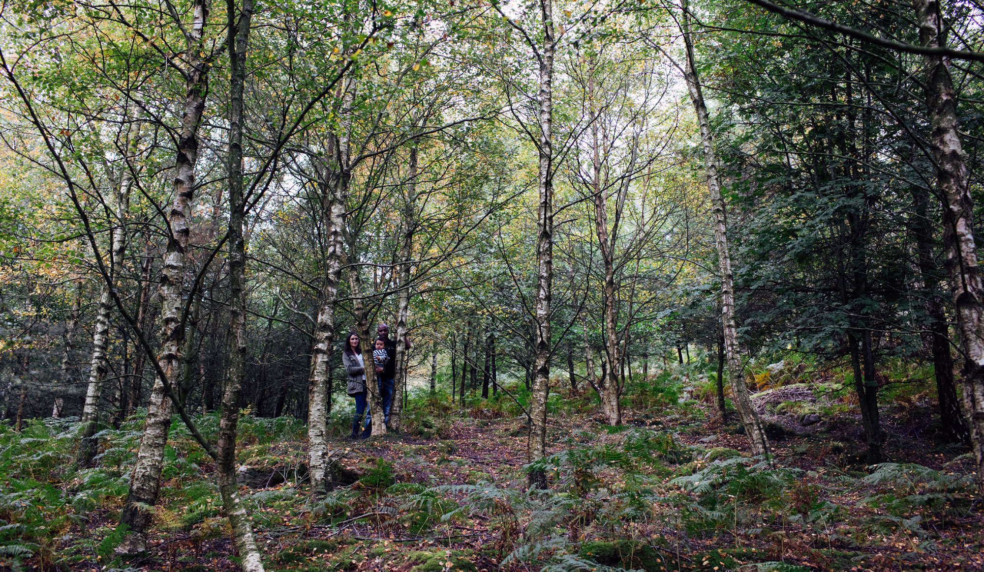 Valley of Desolation wood, Bolton Abbey, Wharfedale