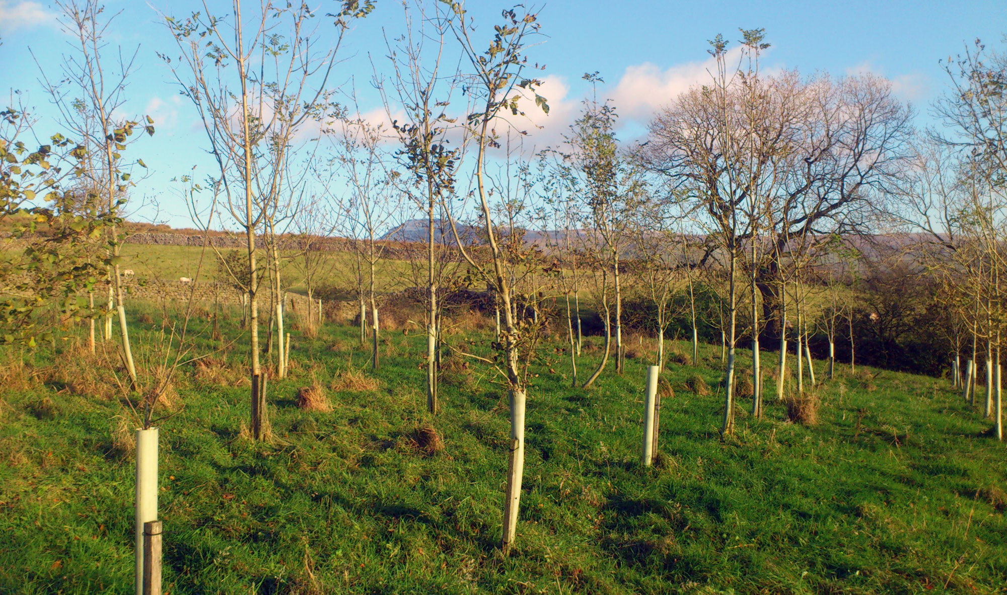 Westgate Farm wood, Ribblesdale