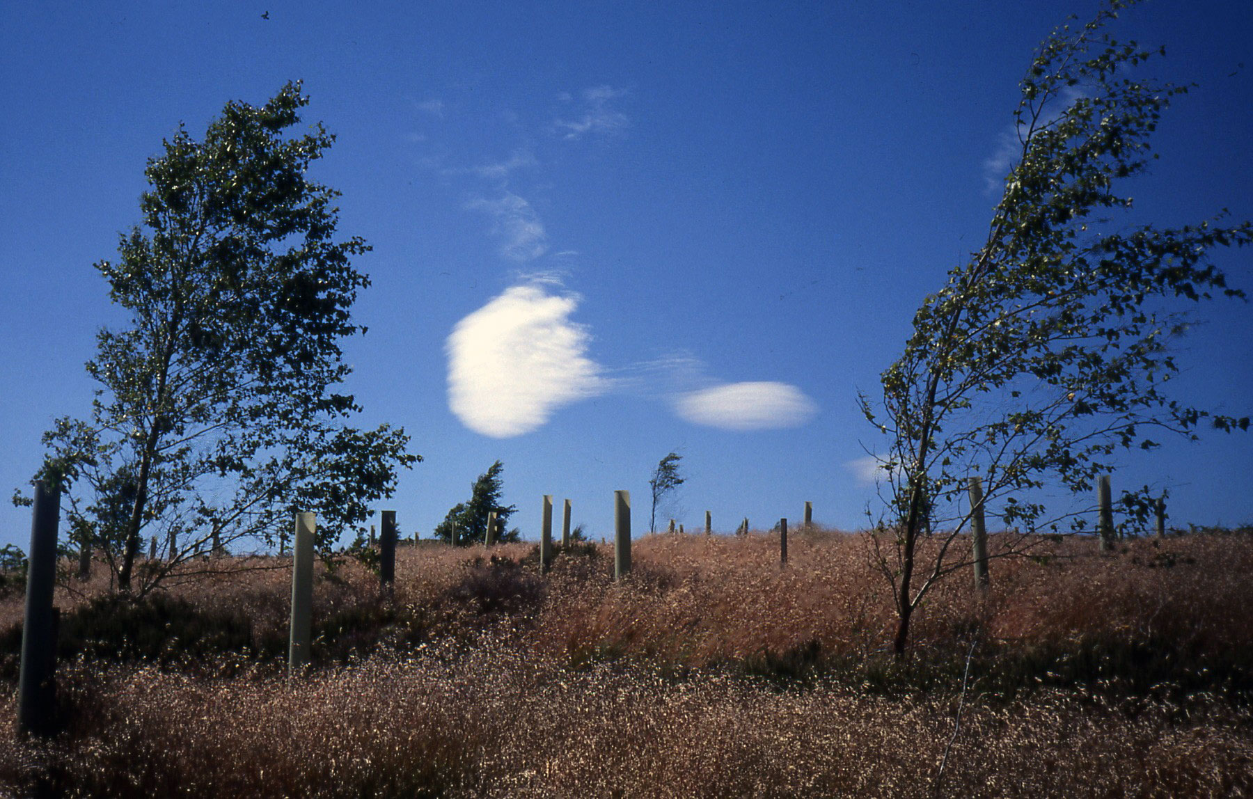Witton Fell wood, Wensleydale