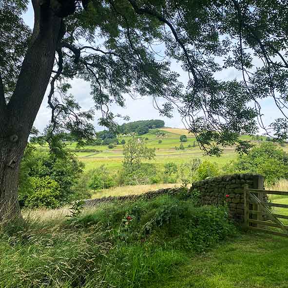 Beamsley Wood Yorkshire Dales