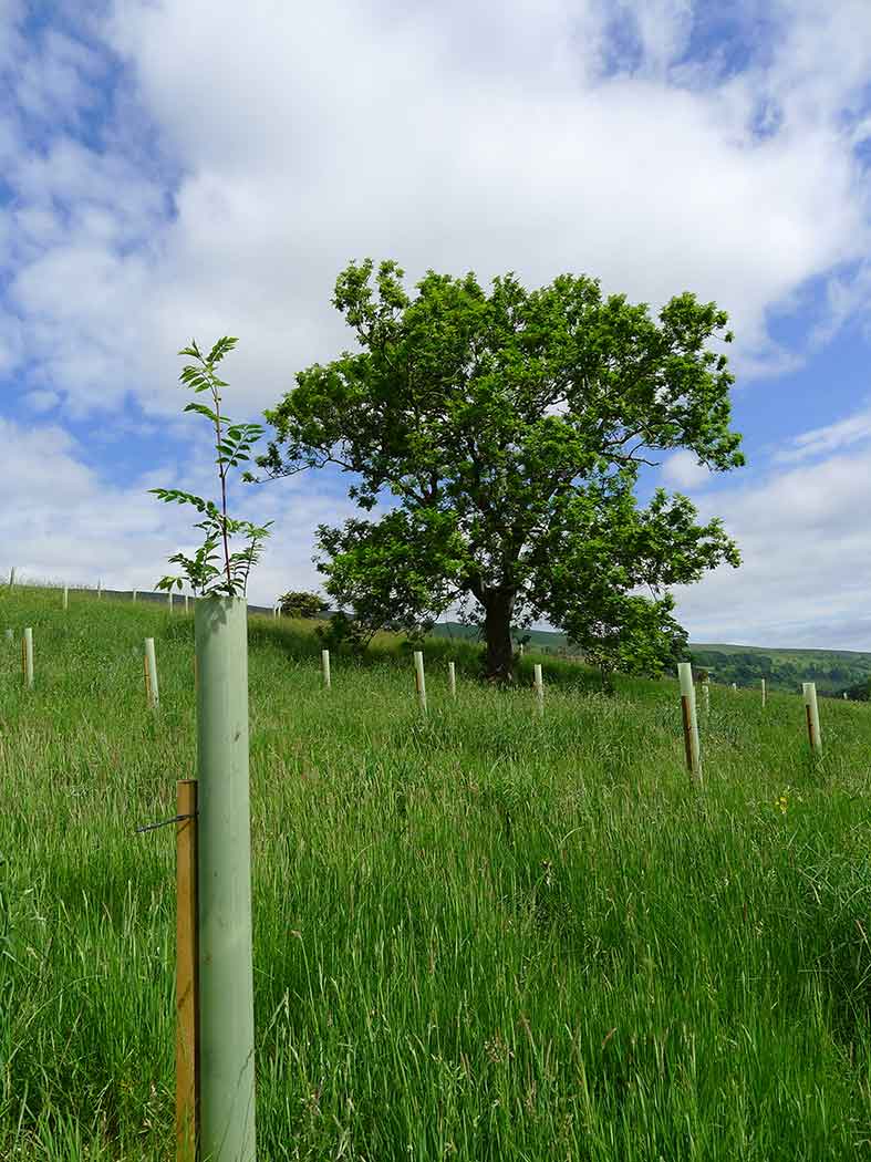 Longridge Wood Bishopdale sapling 
