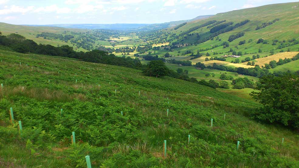 Longridge Wood Bishopdale
