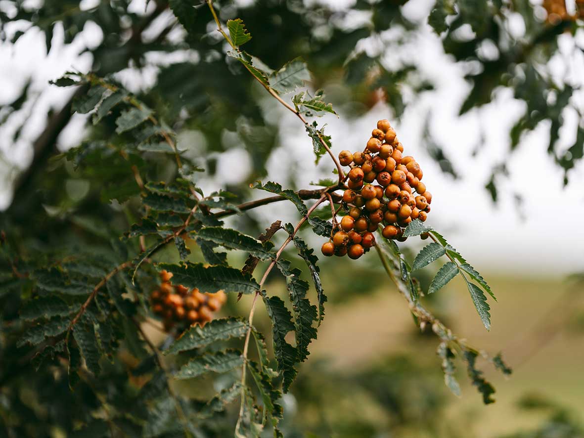 Rowan Ormsgill Wood