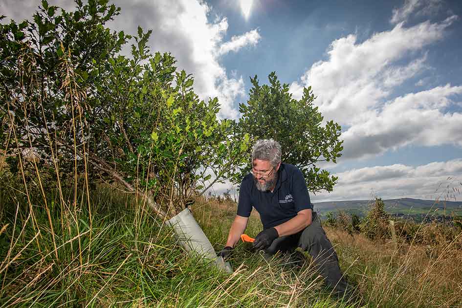 Plastic tree guard removal Yorkshire Dales