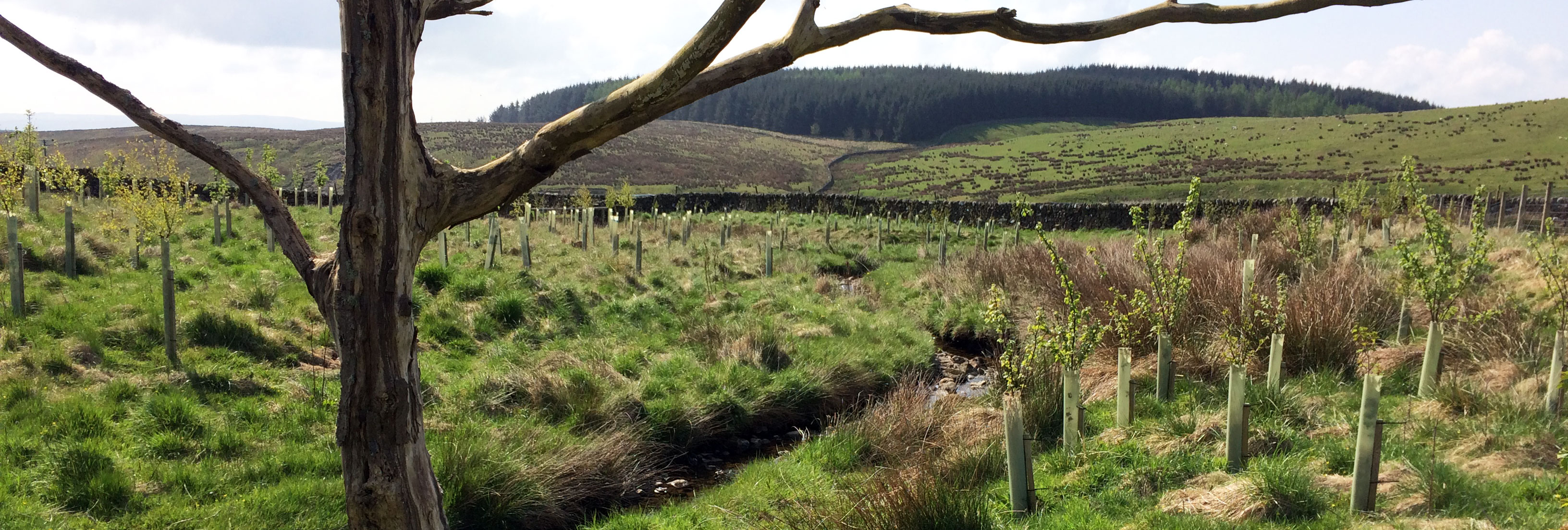 Ormsgill wood, Malhamdale
