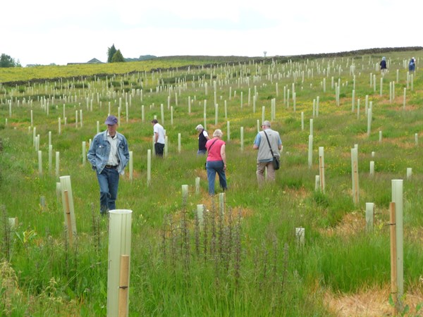 Parlour Barn Wood when it was newly planted 